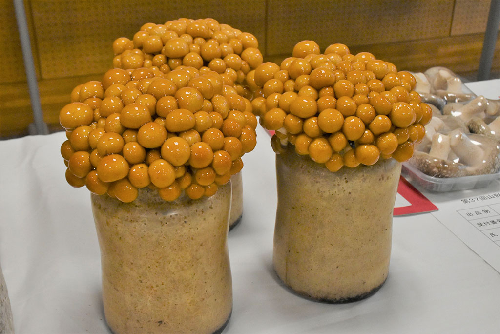 山形県きのこ品評会