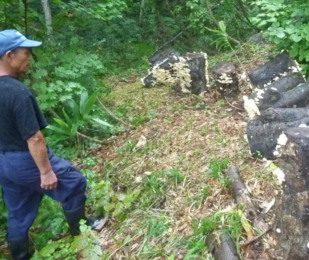 山菜・きのこ名人