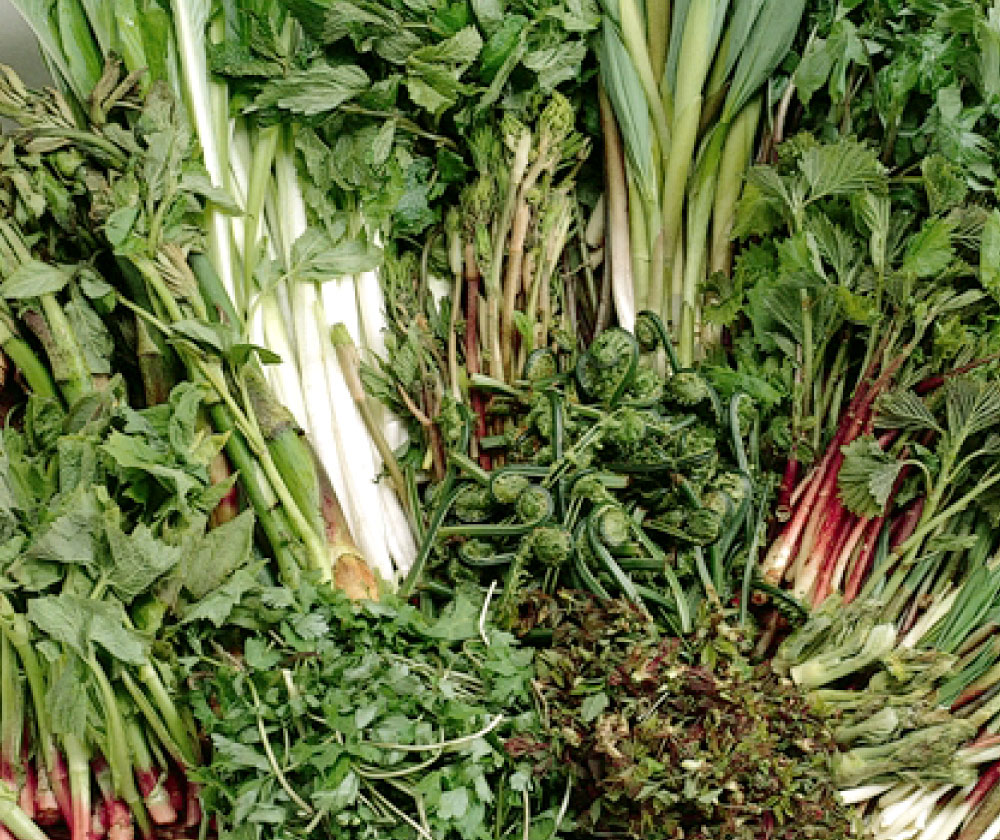 山菜・きのこの採りかた