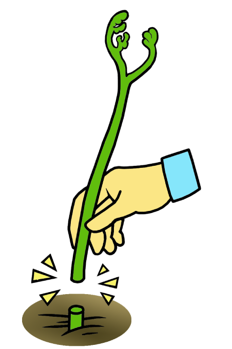 ワラビやクサソテツなど