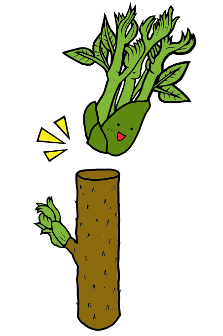 タラノキやハリギリなど