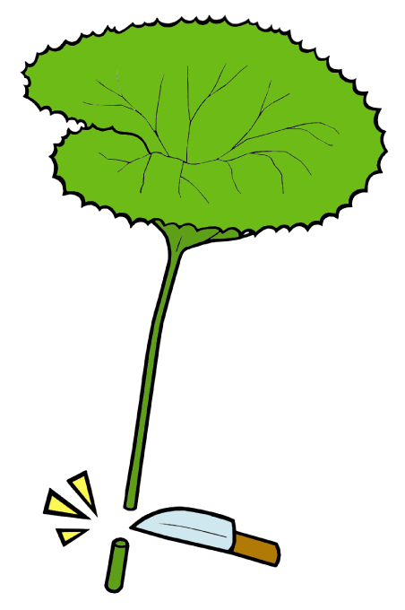 フキやオオバギボウシなど