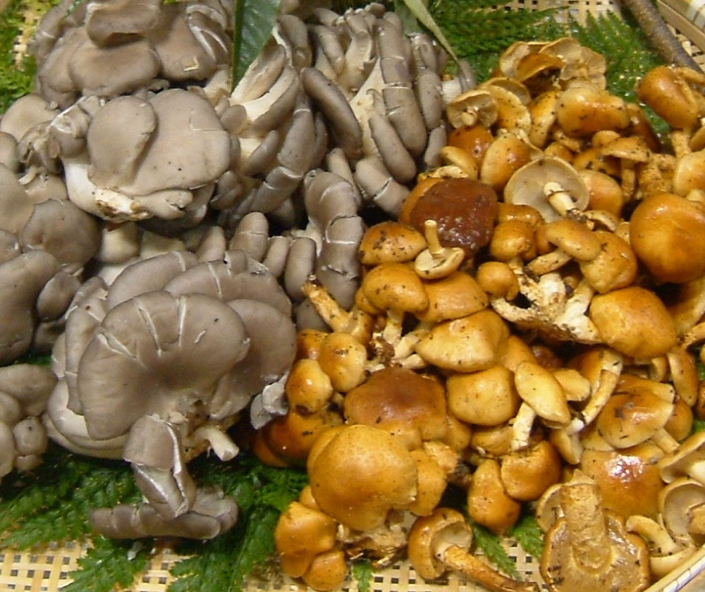 やまがたのきのこ